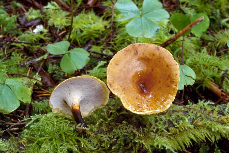 Polyporus melanopus